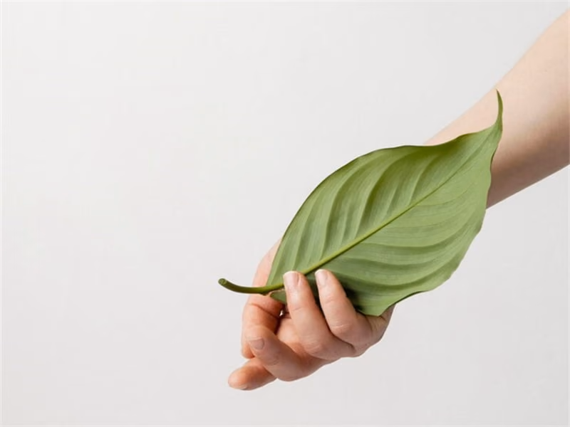 Crafting a Greener Future Since Today